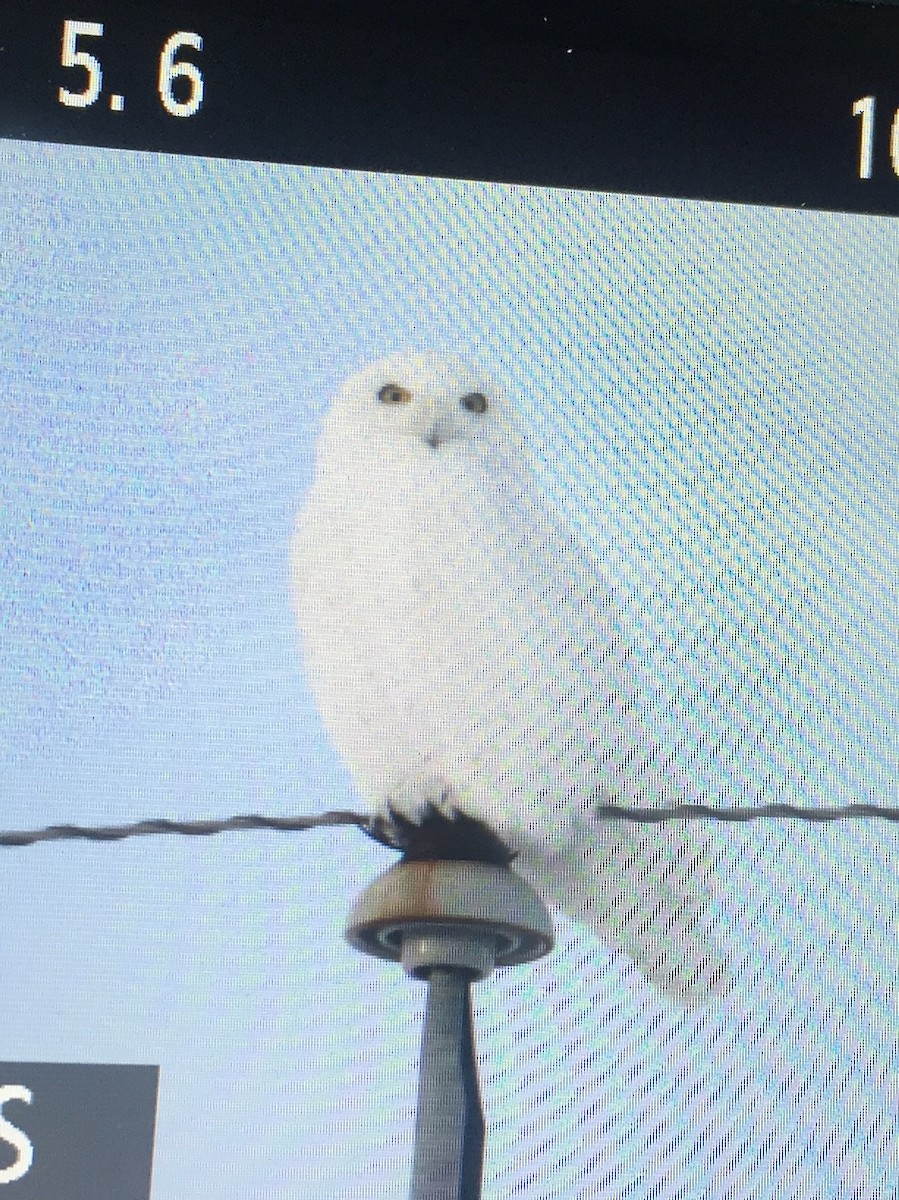 Snowy Owl - ML48099271