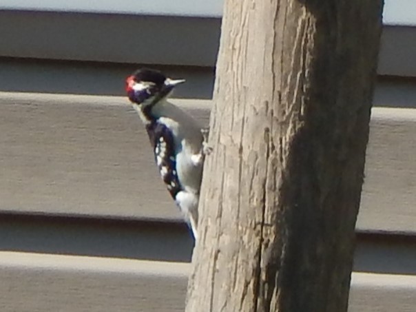 Downy Woodpecker - ML480992771