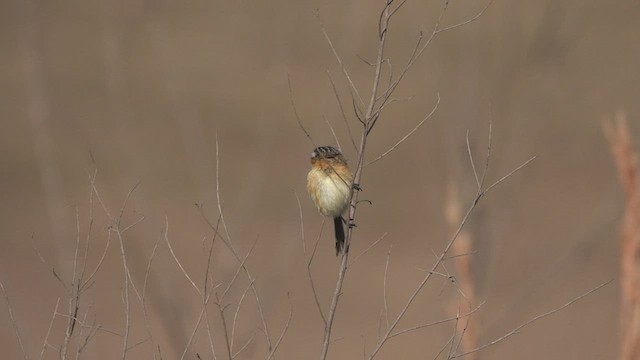 Sharp-tailed Tyrant - ML480992791