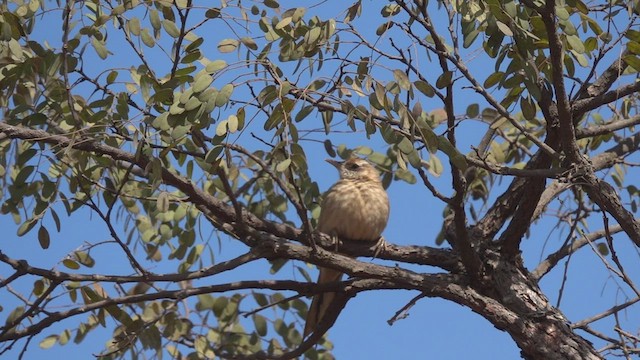 Leñatero - ML480992831