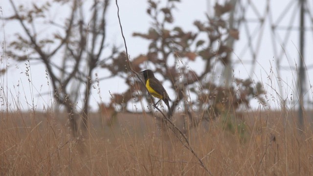 Yellow-rumped Marshbird - ML480992941