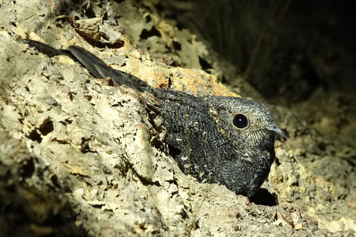 Band-winged Nightjar - ML480993021