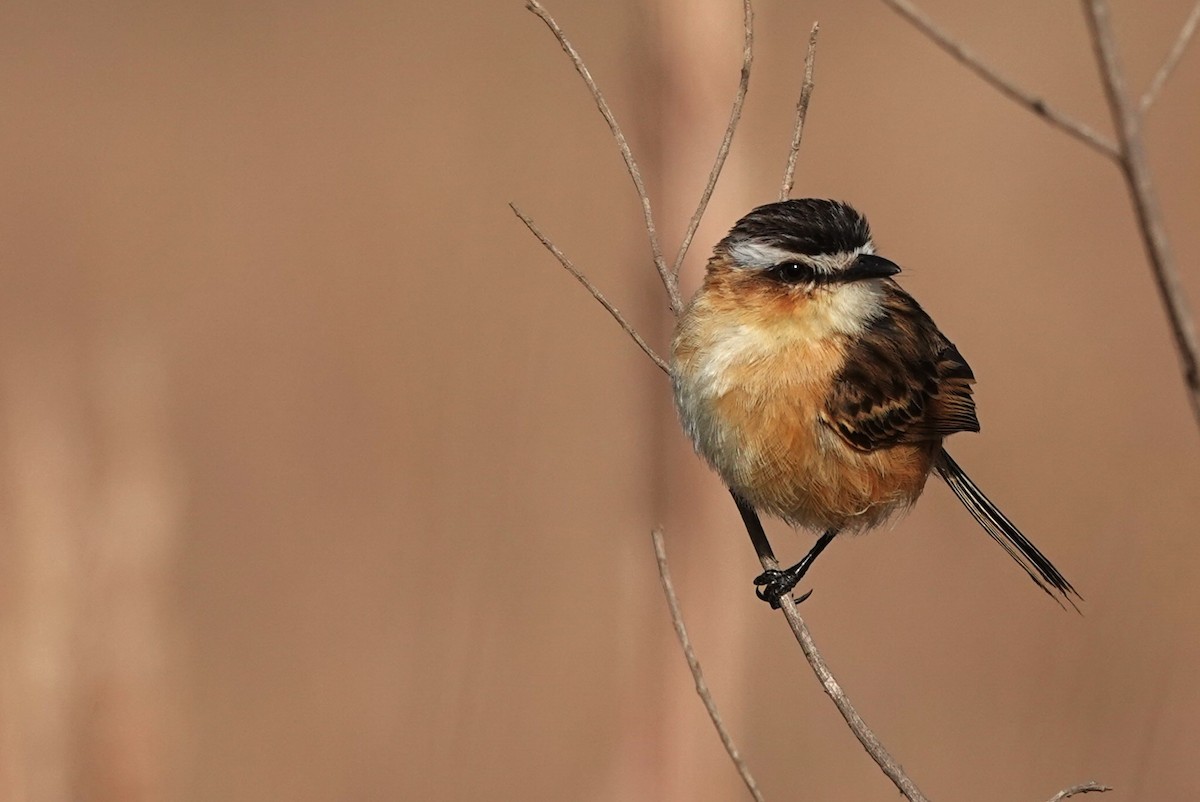 Sharp-tailed Tyrant - ML480993051