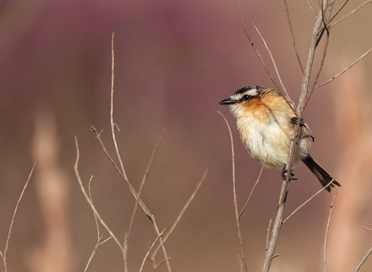 Sharp-tailed Tyrant - ML480993121