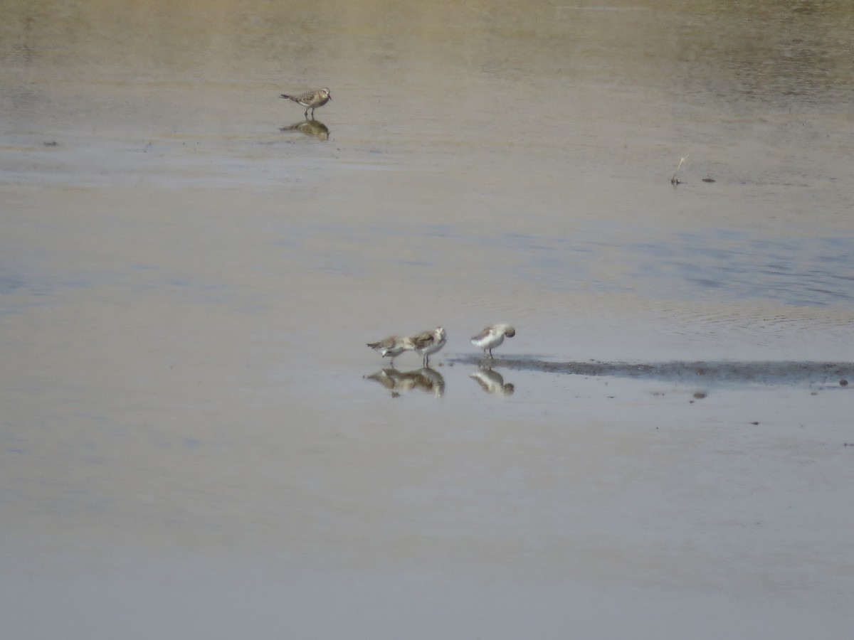 Western Sandpiper - Curtis Mahon