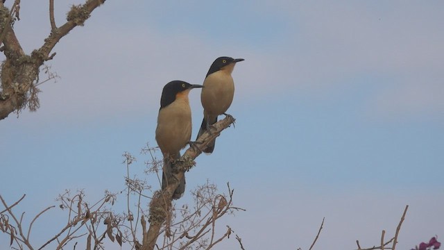 Black-capped Donacobius - ML480994441