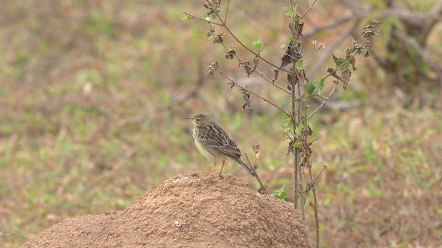 Yellowish Pipit - ML480994471