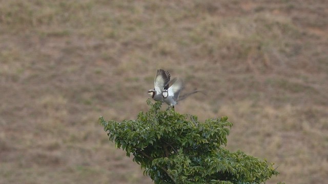 Streamer-tailed Tyrant - ML480994601