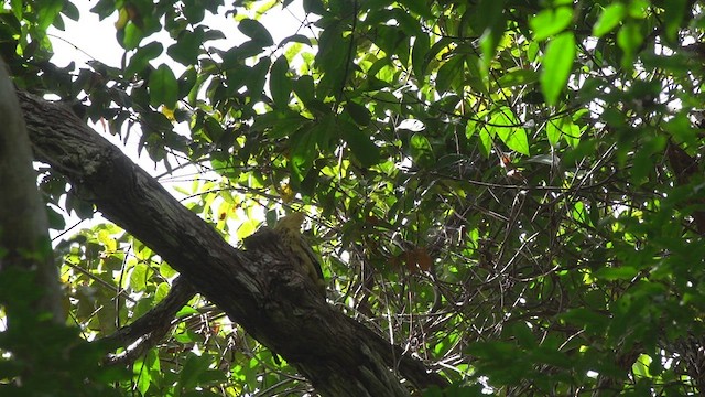 Cream-colored Woodpecker - ML480994851