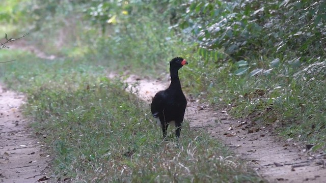 Red-billed Curassow - ML480995371