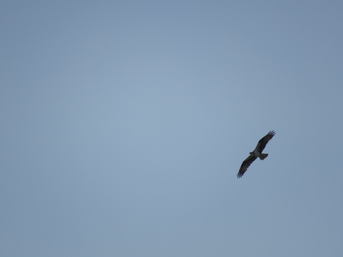 Osprey - Curtis Mahon