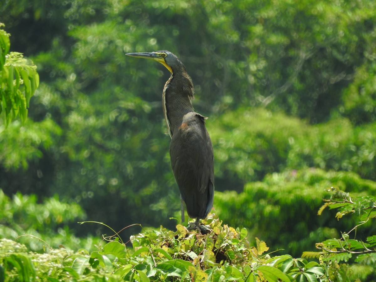 Bare-throated Tiger-Heron - ML480995411