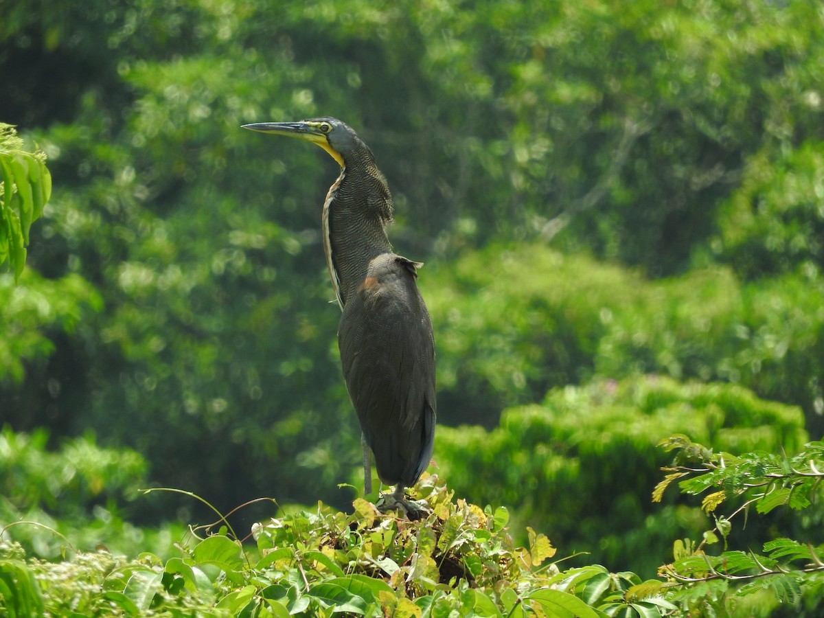 Bare-throated Tiger-Heron - ML480996441