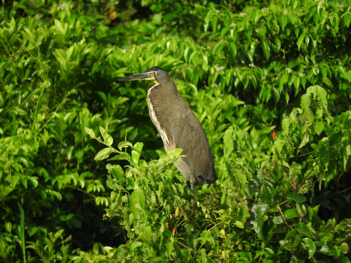 Bare-throated Tiger-Heron - ML480997261