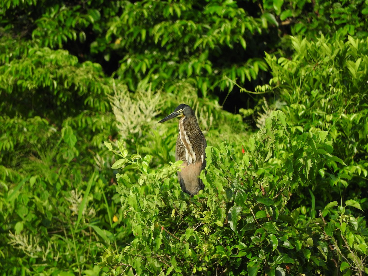 Bare-throated Tiger-Heron - ML480997351