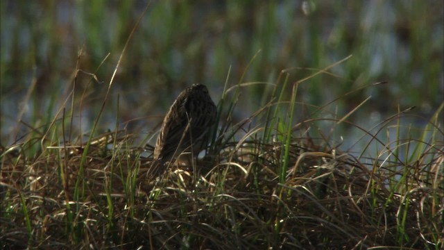 Savannah Sparrow - ML480998