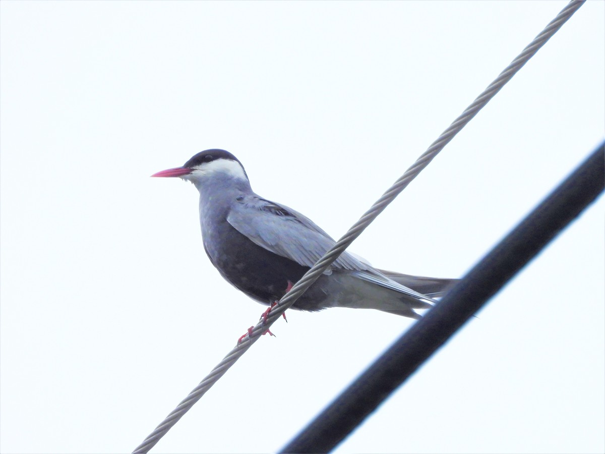 Whiskered Tern - ML480998431