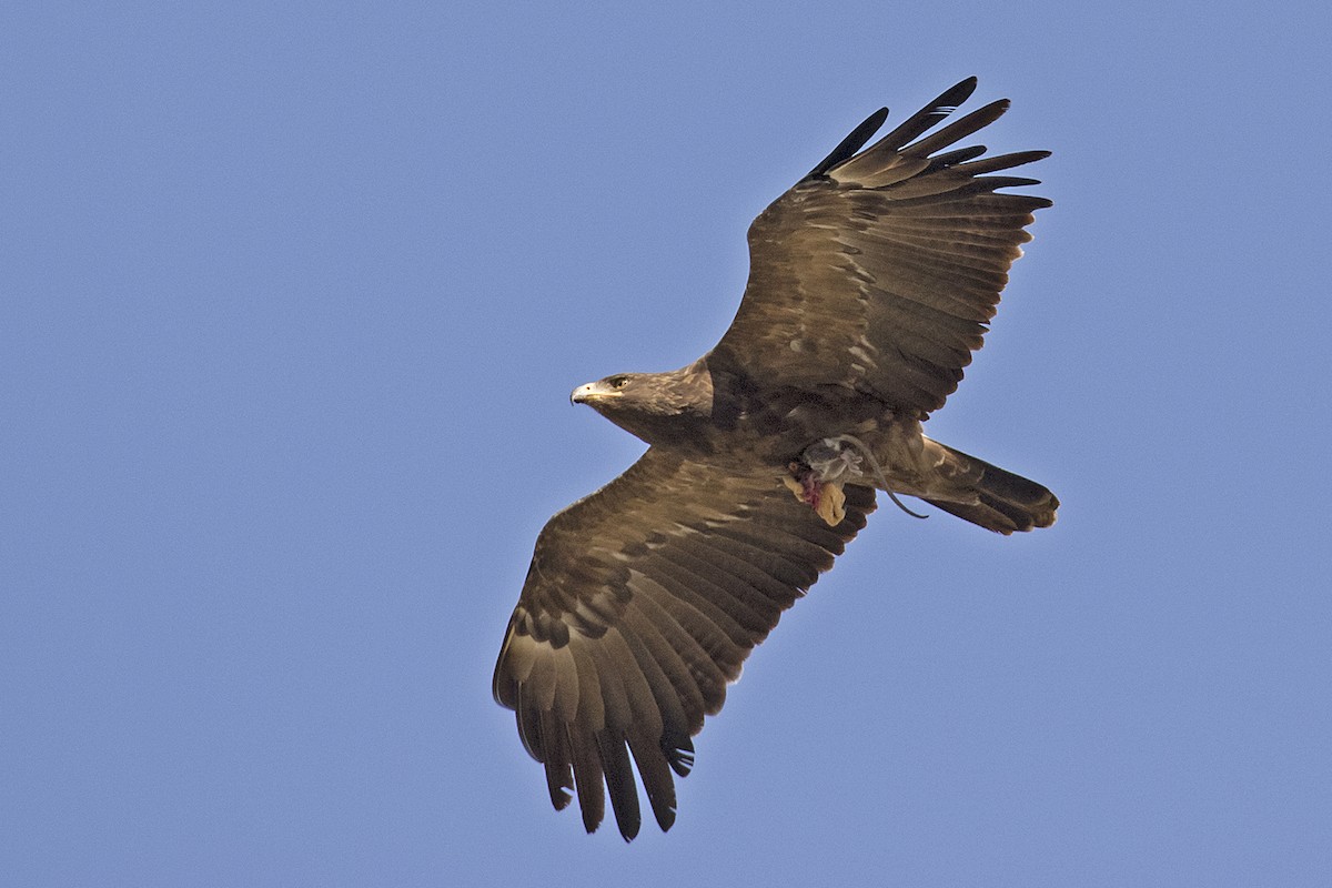 Lesser Spotted Eagle - ML480998461
