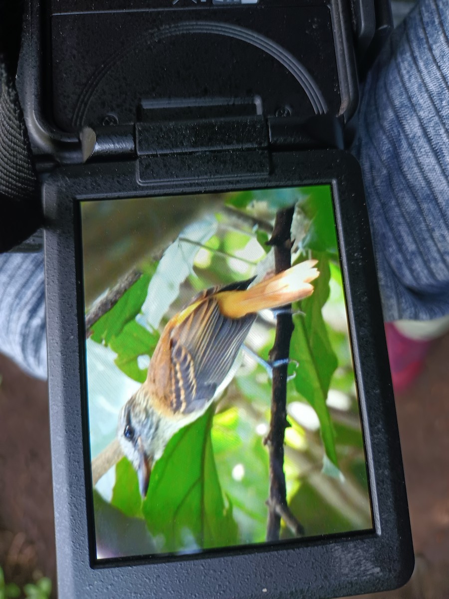 Bright-rumped Attila - Waldemar Márquez Castillo