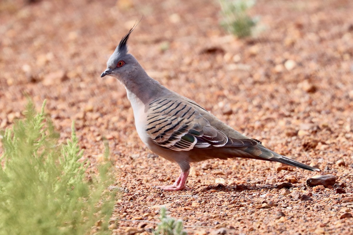 Crested Pigeon - Robert Hamilton