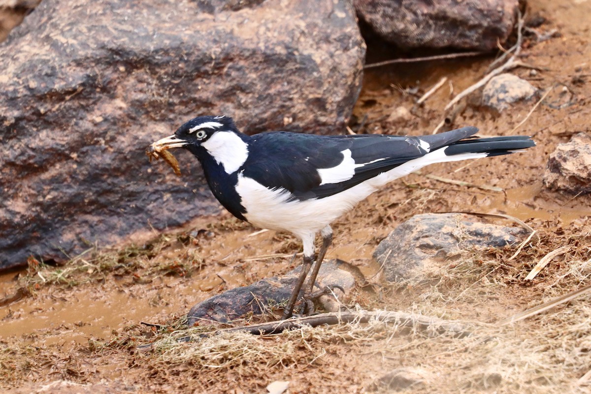 Magpie-lark - Robert Hamilton