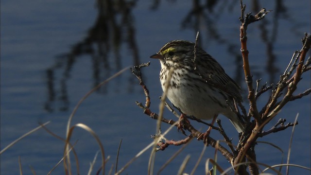 Savannah Sparrow - ML480999