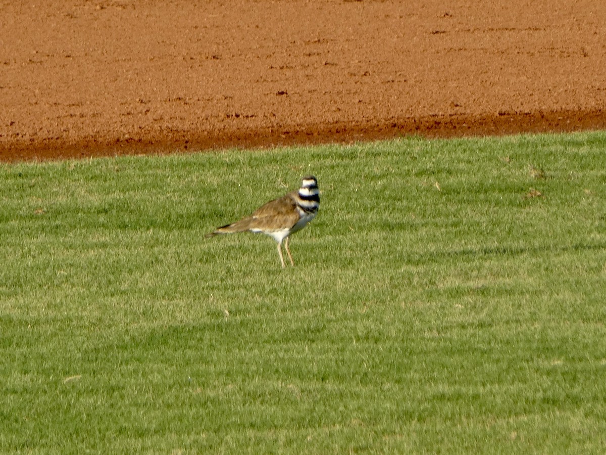 Killdeer - ML480999741