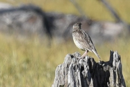 Western Meadowlark - ML481000211