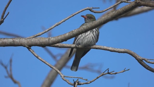 Olive-backed Oriole - ML481000521