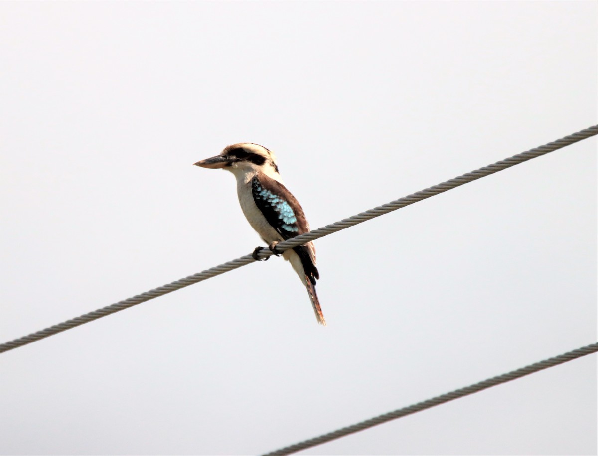 Laughing Kookaburra - ML481001841