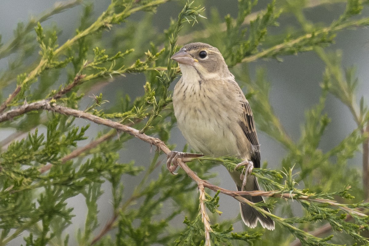 Dickcissel - ML481002631