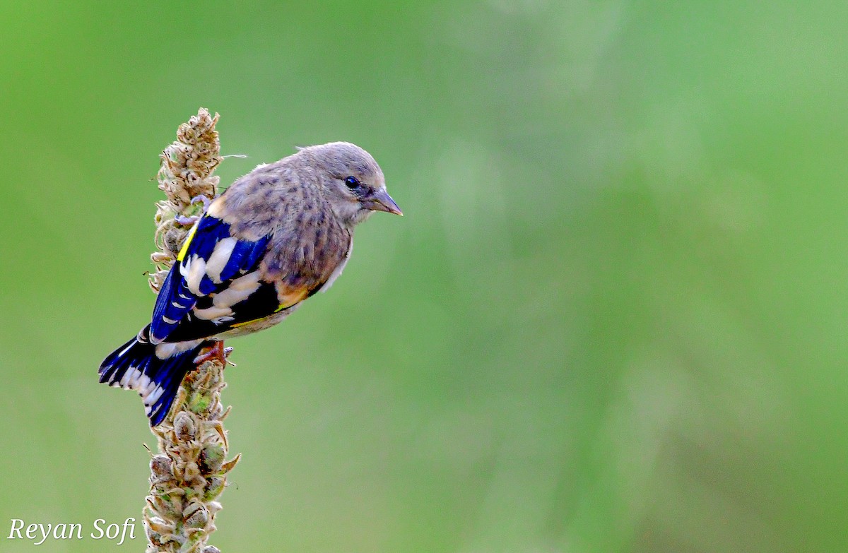 European Goldfinch - ML481004551