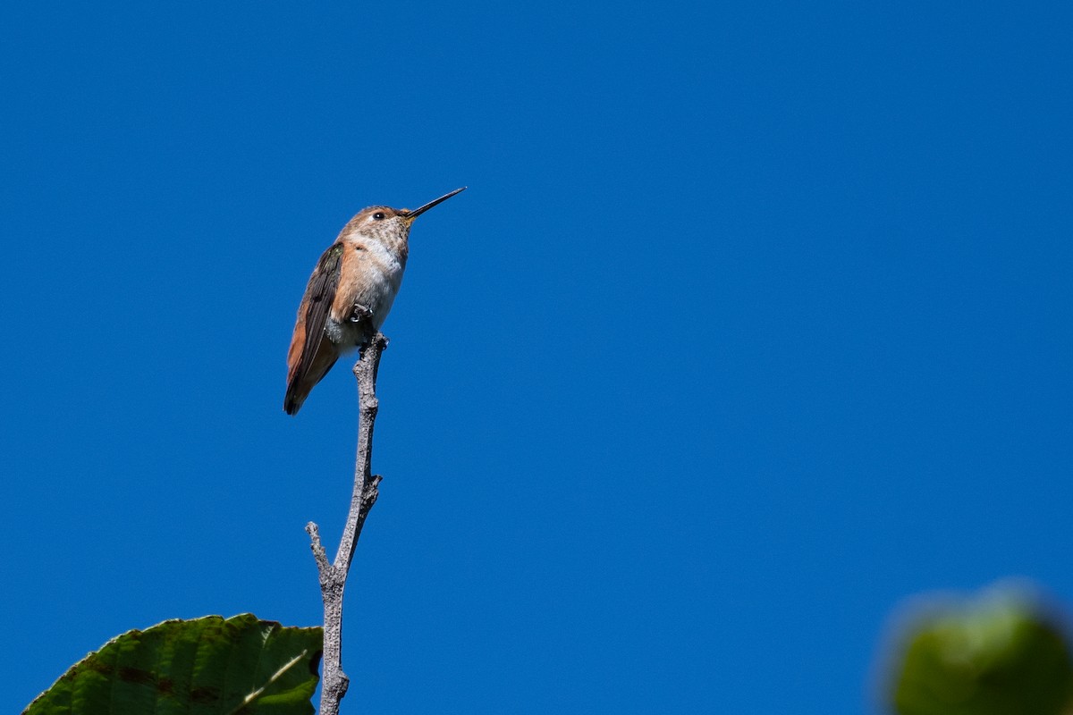 Colibrí Rufo/de Allen - ML481006101