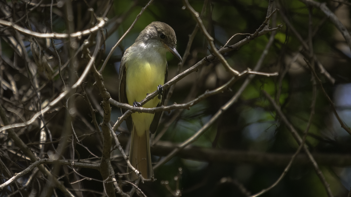 Grenada Flycatcher - ML481006111