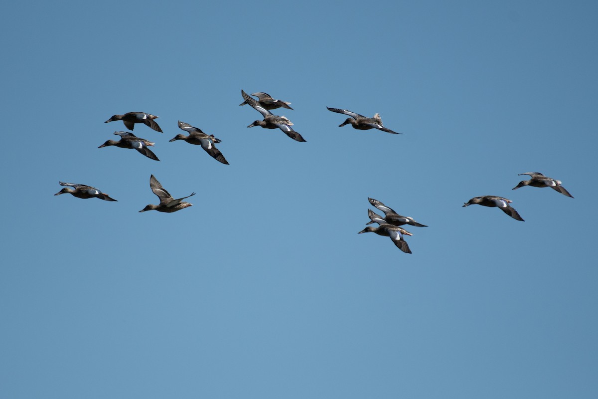 Northern Shoveler - ML481006321