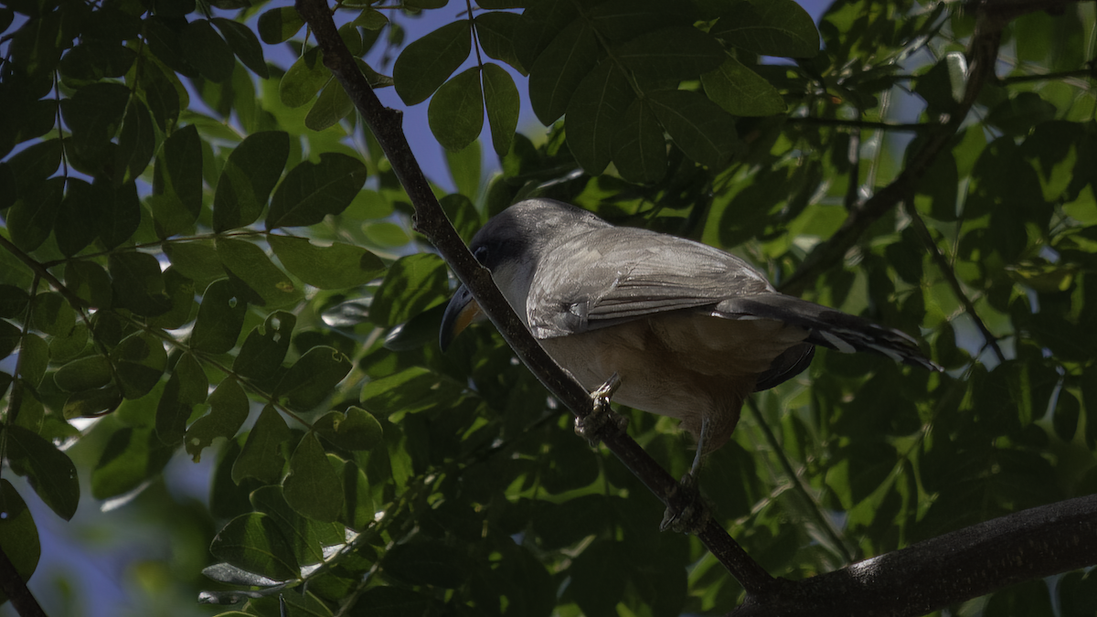 Mangrovekuckuck - ML481006591