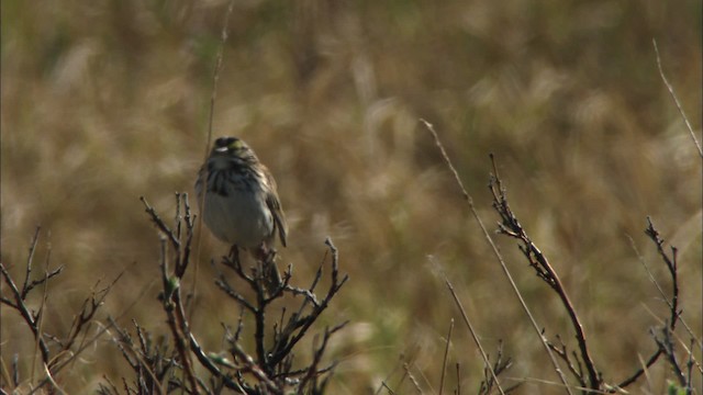 Savannah Sparrow - ML481007