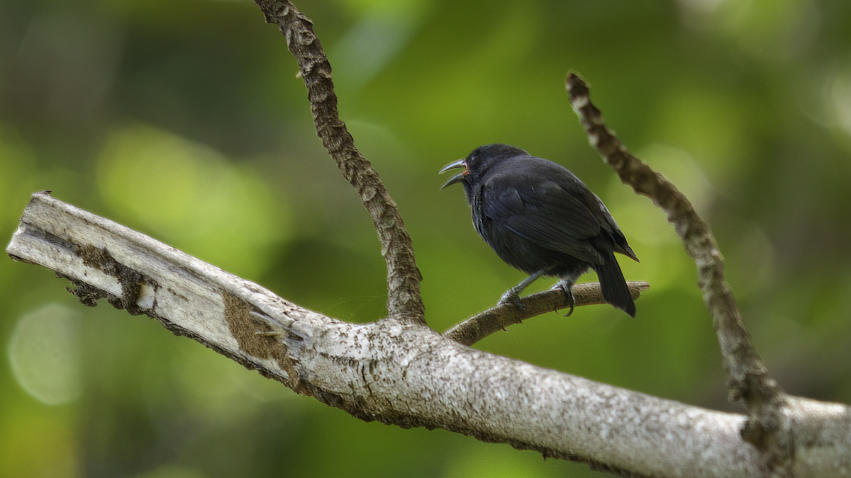 Bananaquit (Lesser Antillean) - ML481007361