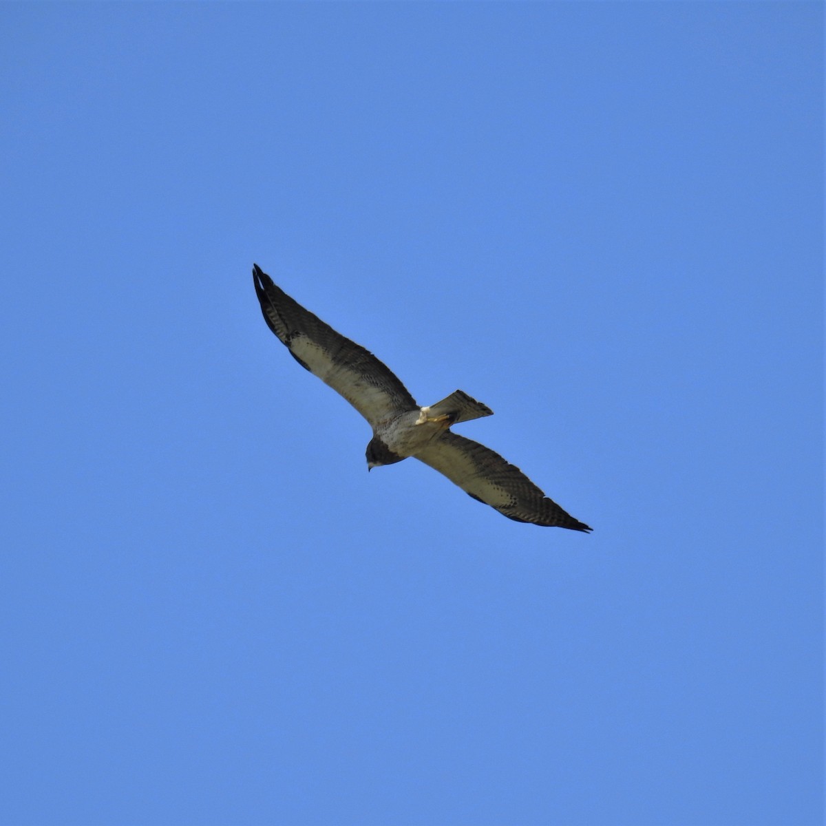 Swainson's Hawk - ML481007711