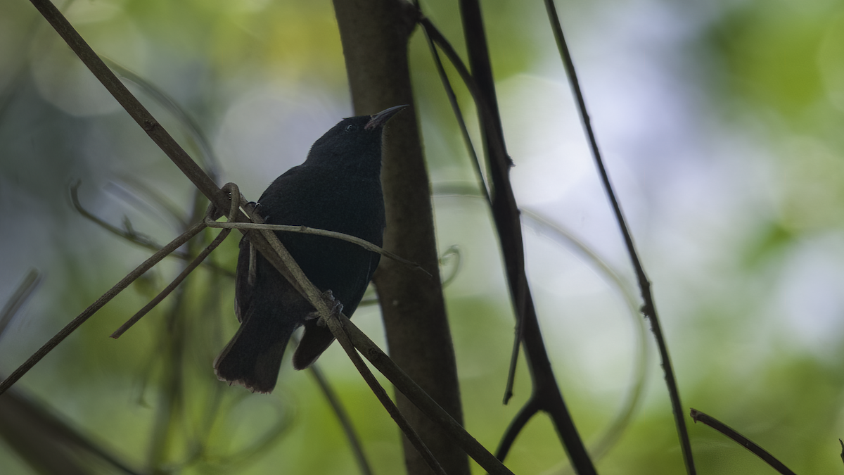 Bananaquit (Lesser Antillean) - ML481007851