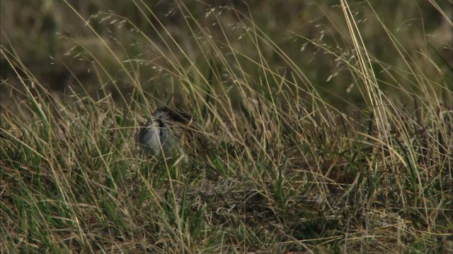 Savannah Sparrow - ML481008