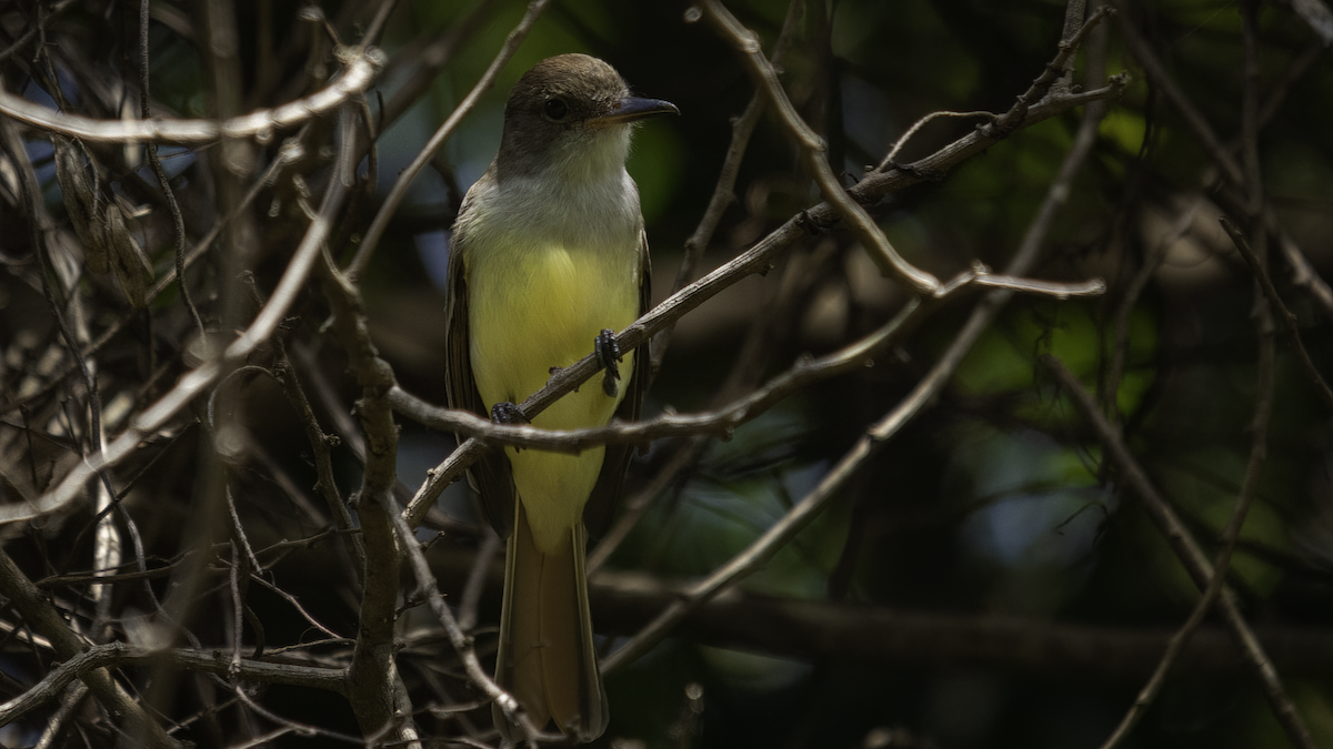 Grenada Flycatcher - ML481008261