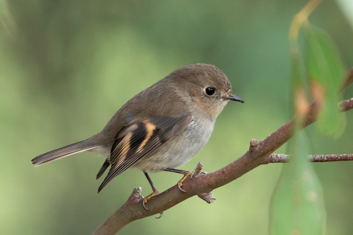 Pink Robin - ML481008421