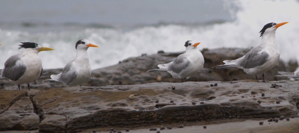 Lesser Crested Tern - Greg Roberts