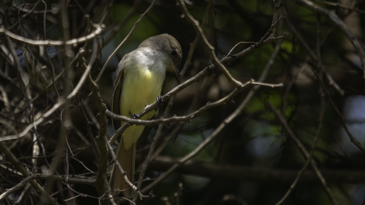 Grenada Flycatcher - ML481008991