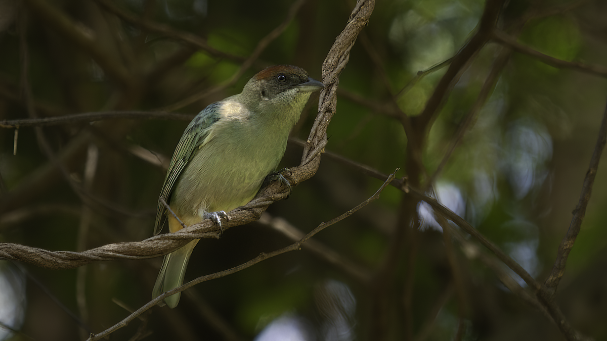 Calliste dos-bleu (cucullata) - ML481009561