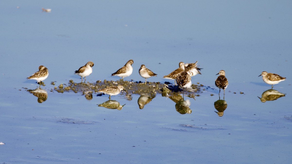 Least Sandpiper - ML481010511