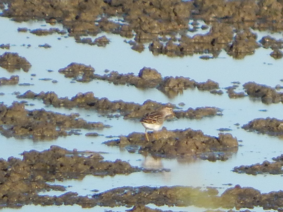 Bécasseau à poitrine cendrée - ML481010651
