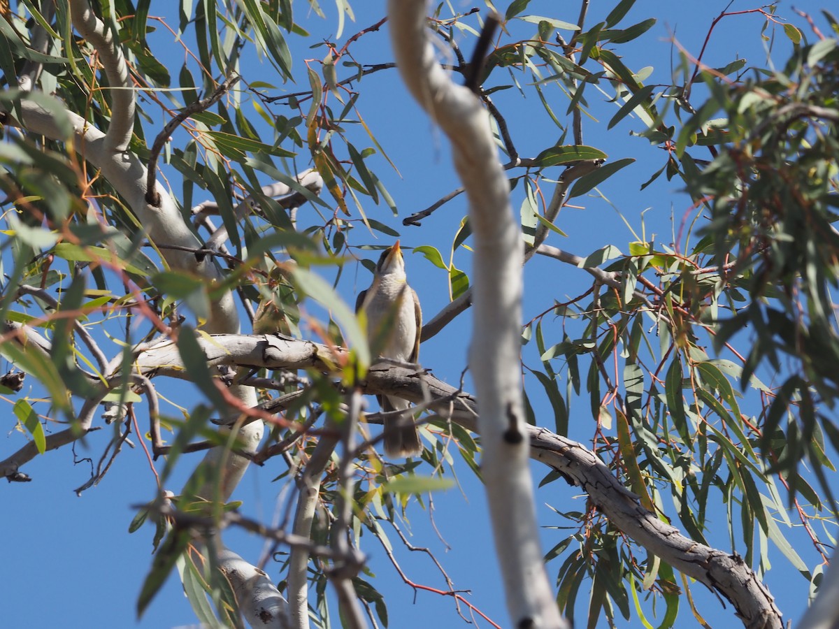 Yellow-throated Miner - ML481011871