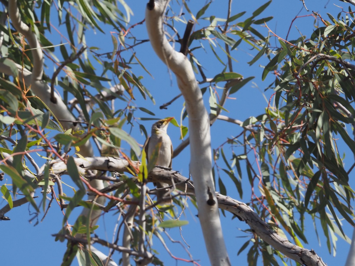 Yellow-throated Miner - ML481011881